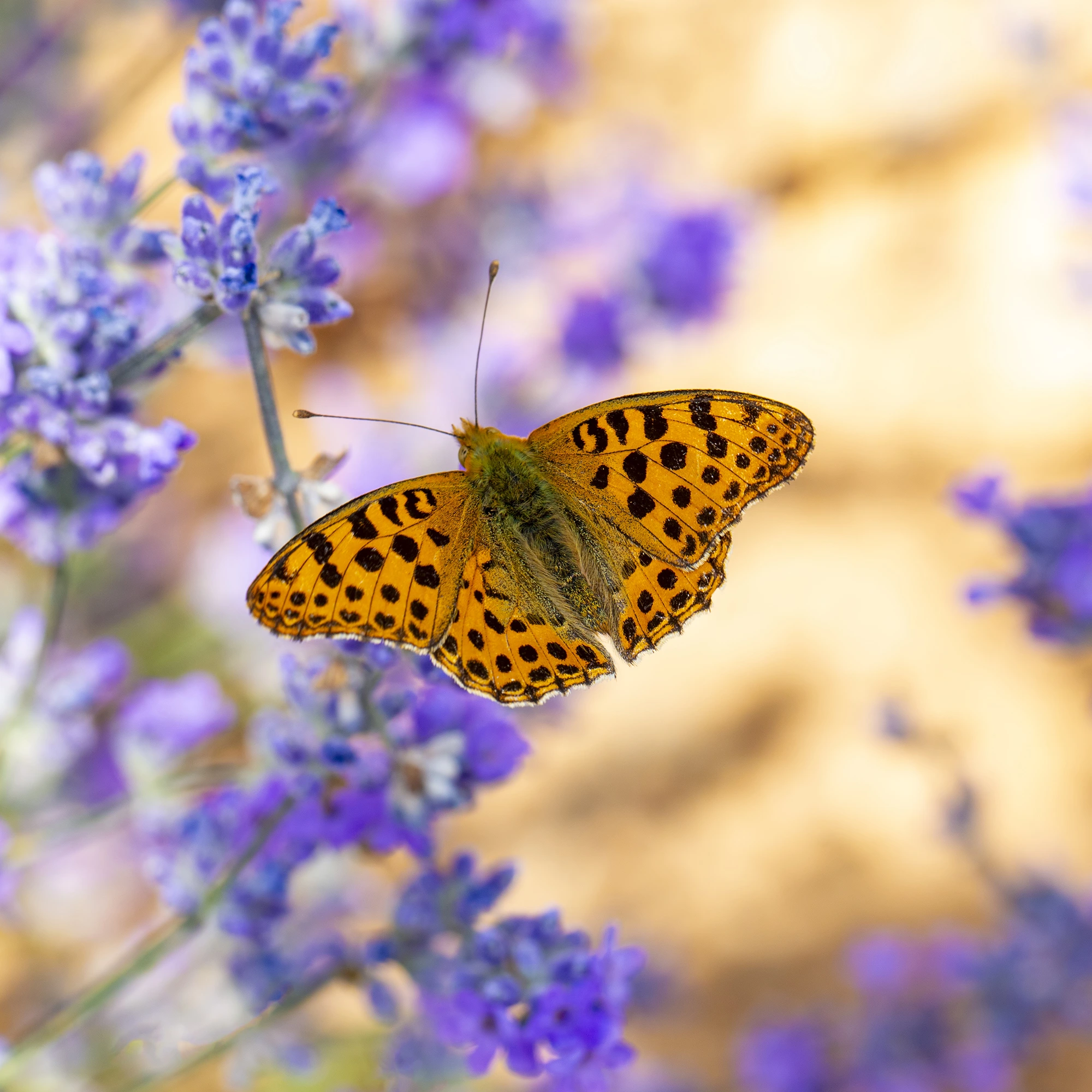 schmetterling.webp