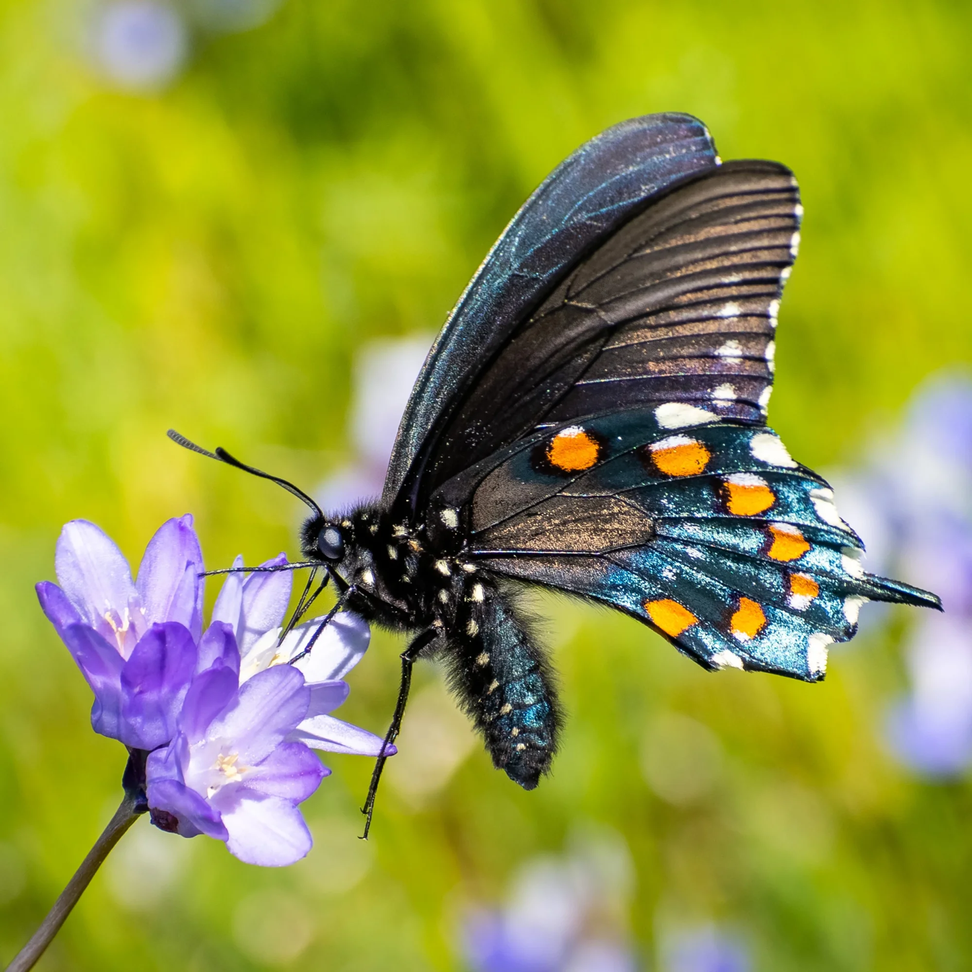 schmetterling2.webp