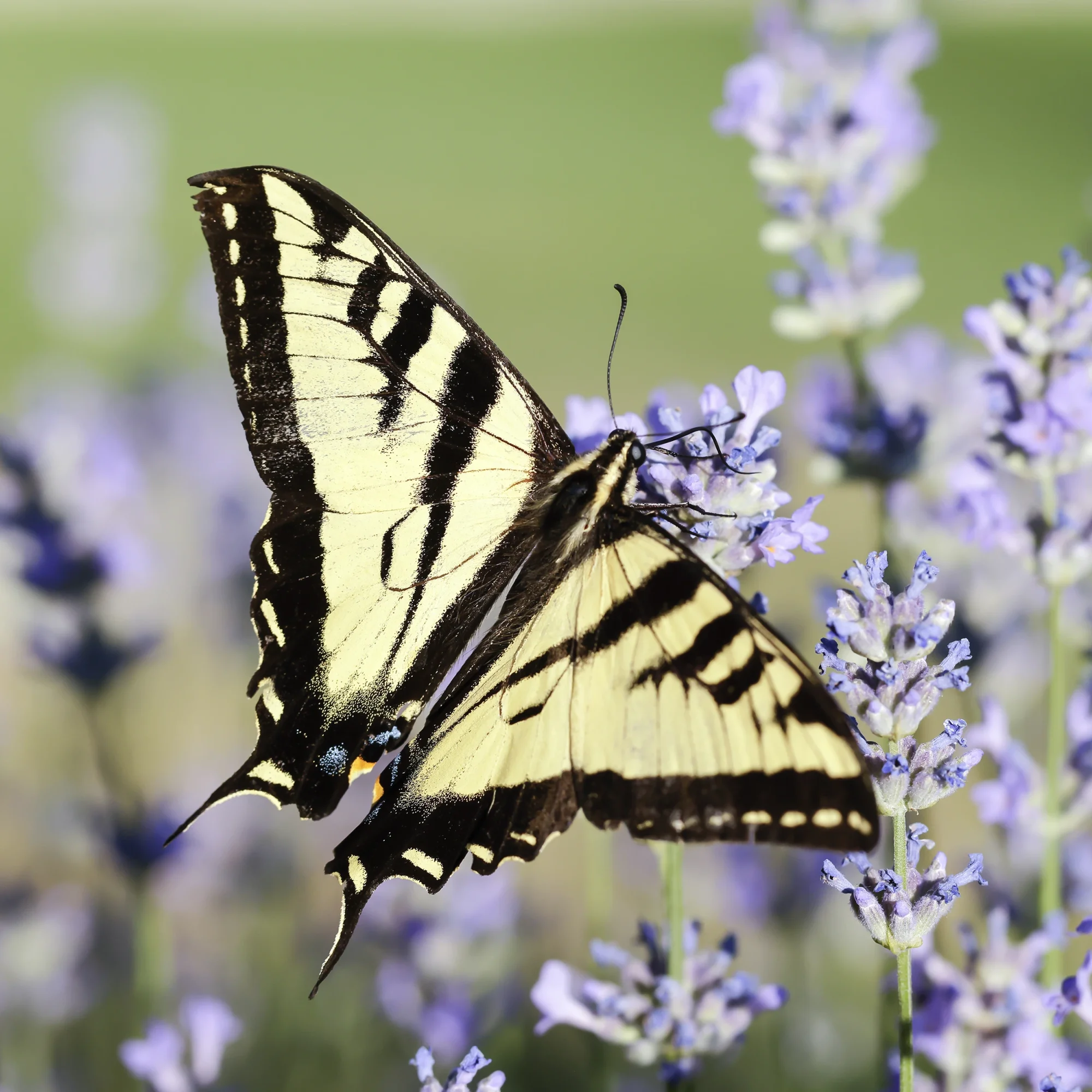 schmetterling3.webp