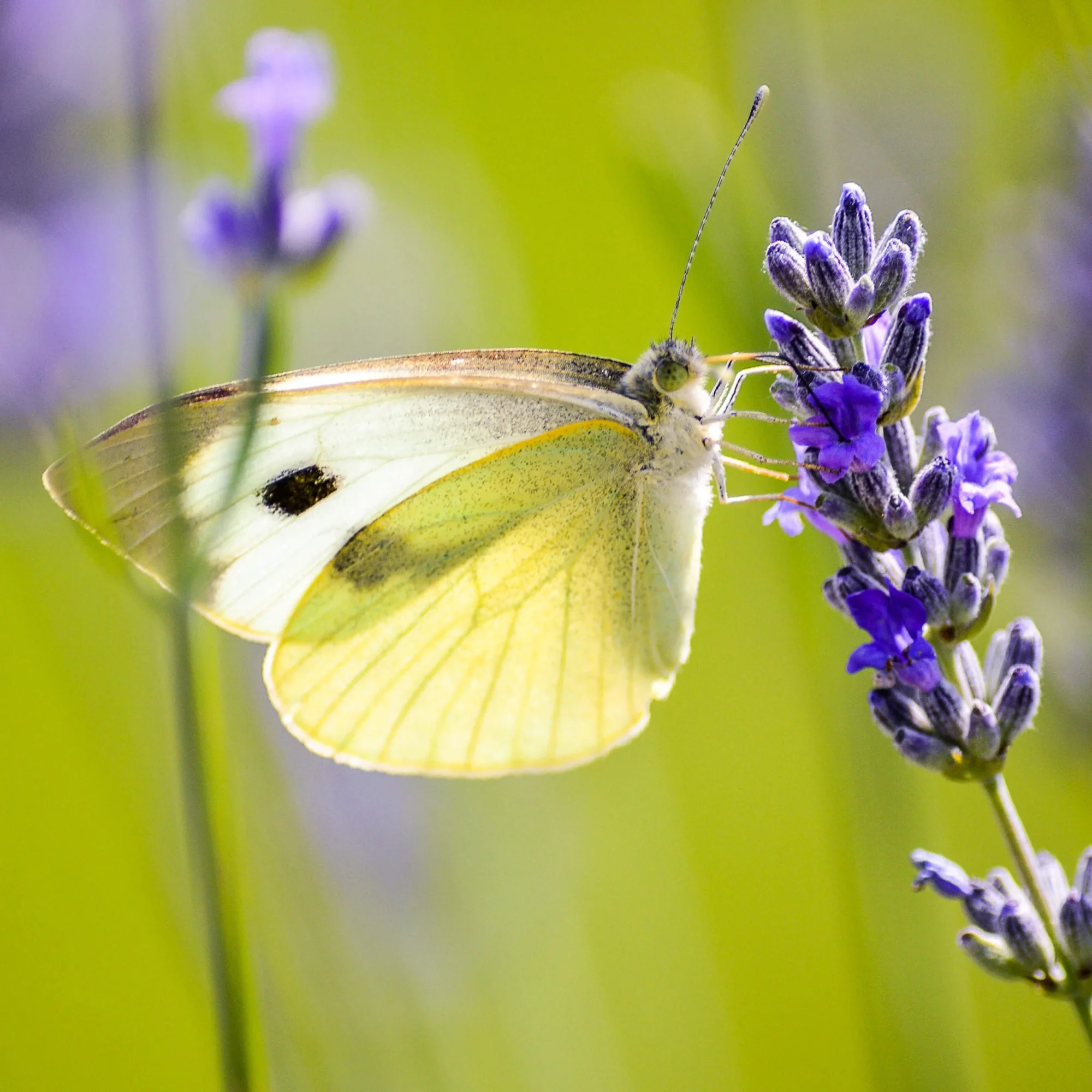 schmetterling4.webp