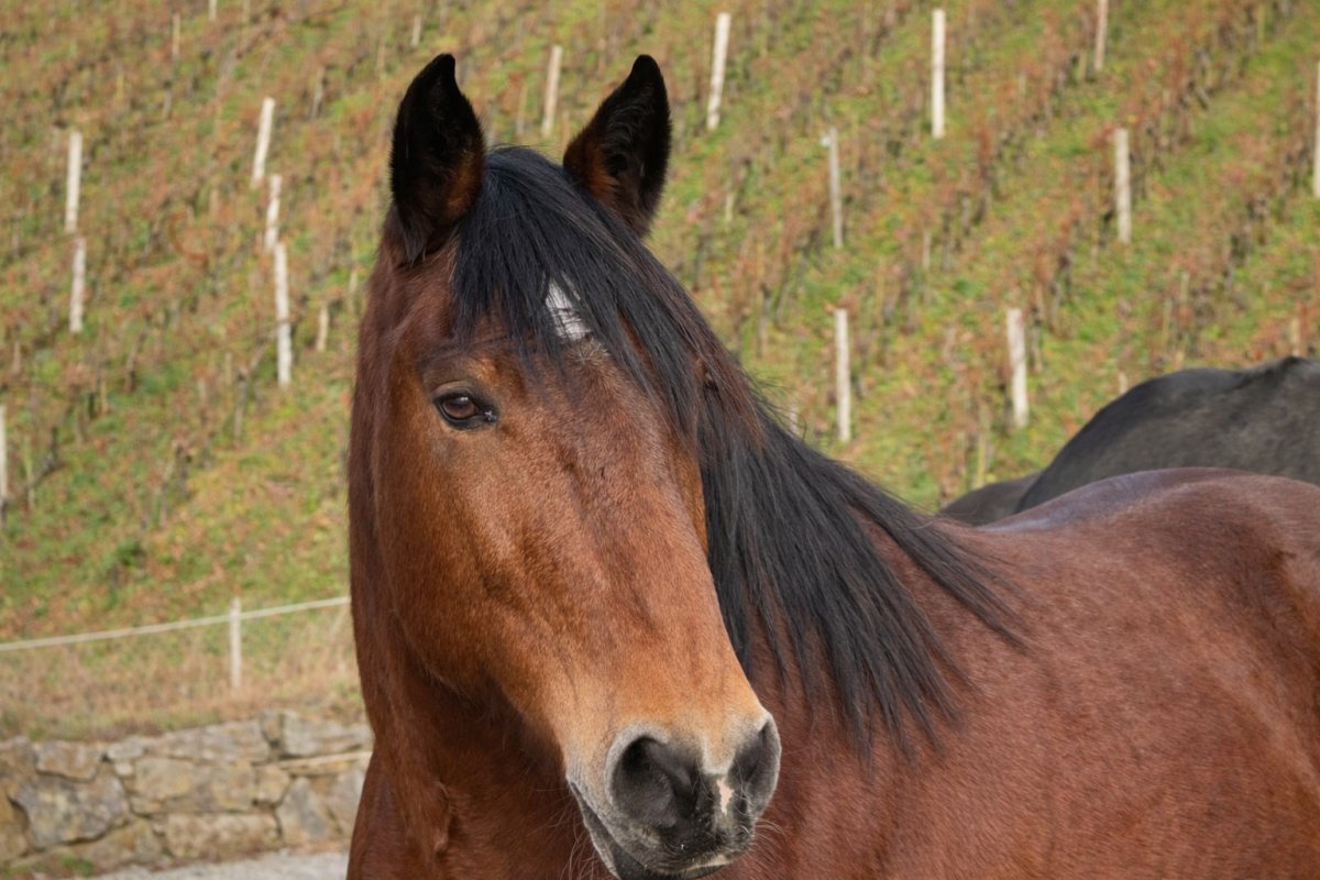pferd-Ramona.jpg